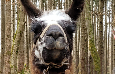 Kopf eines Lamas, das in die Kamera schaut