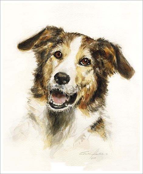 Rolo, dog portrait in watercolour
